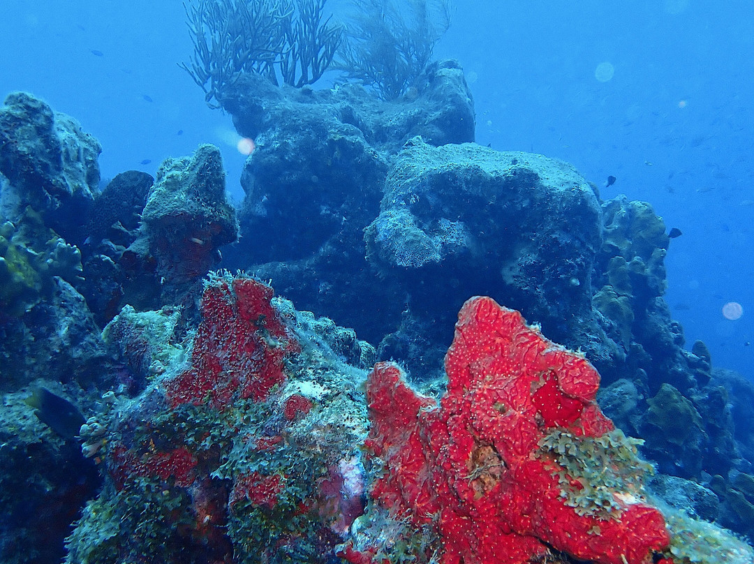 JADS Dive Center-San Nicolas必去景点