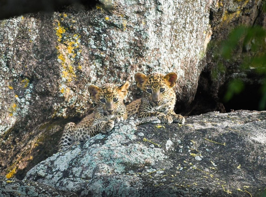 Ceylon Leopard Safari Yala