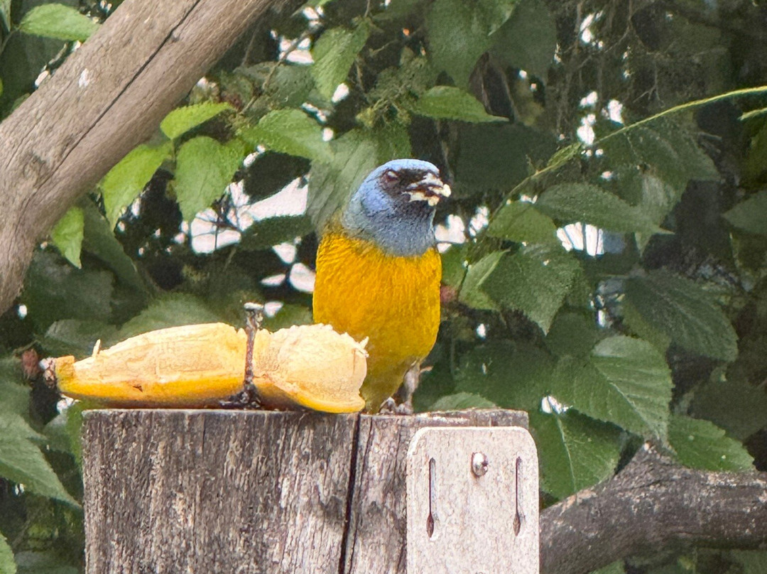 Puembo Birding Garden主图