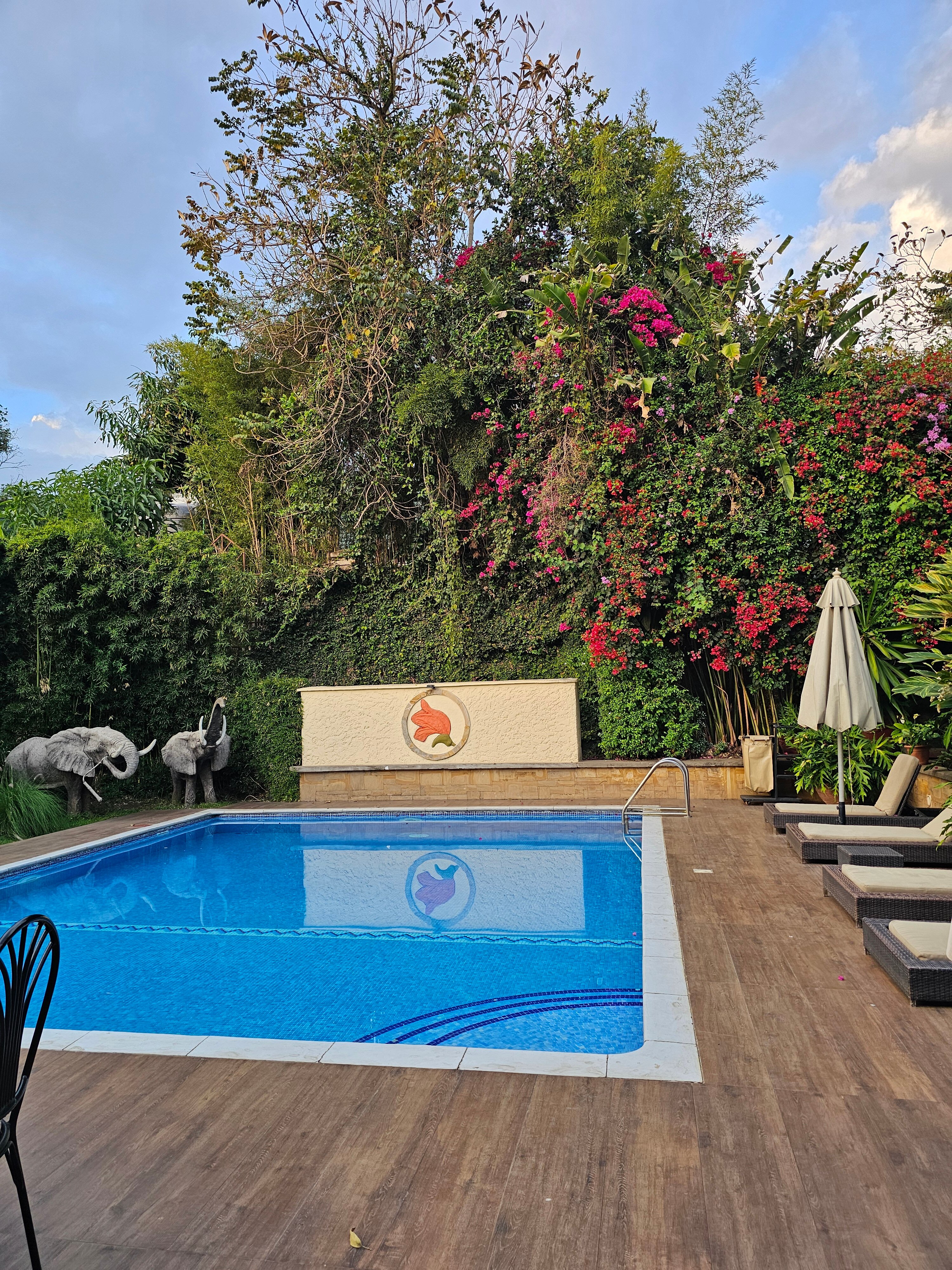 非洲郁金香宾馆-泳池