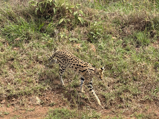 Across Africa Tours LLC-纽瓦克必去景点