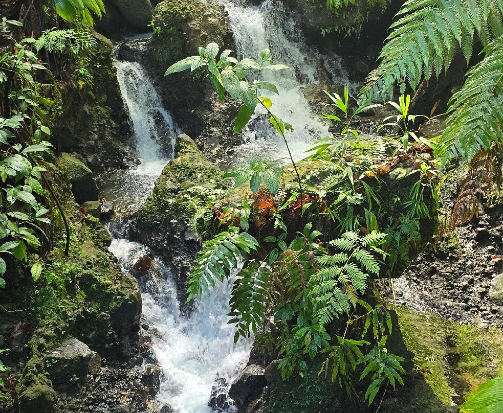 Emerald Pool-Morne Trois Pitons National Park必去景点