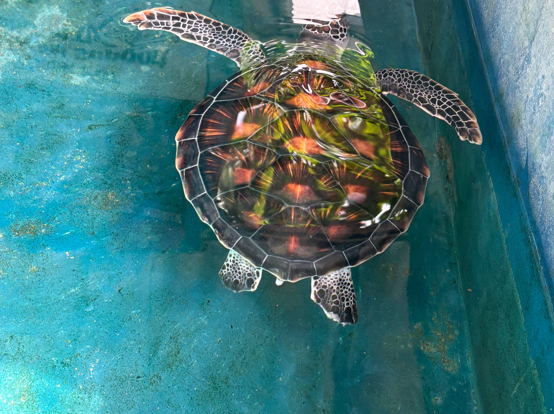 Sea Turtle Farm Galle Mahamodara-加勒必去景点