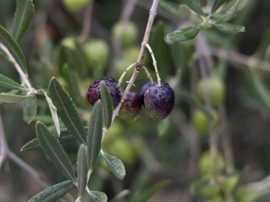Douro Walks-Ervedosa do Douro必去景点