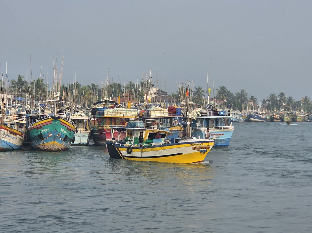 Negombo Fish Market-尼甘布必去景点