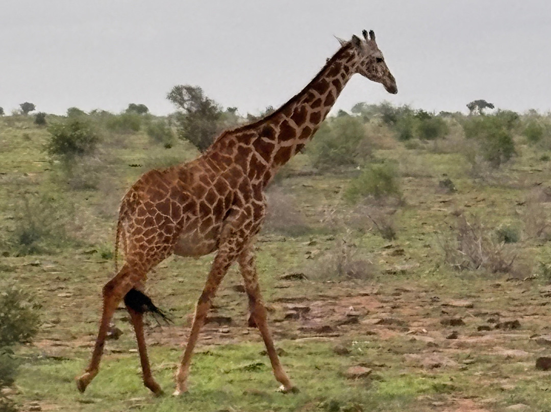 Discovery Kenya con Fragola-瓦塔木必去景点