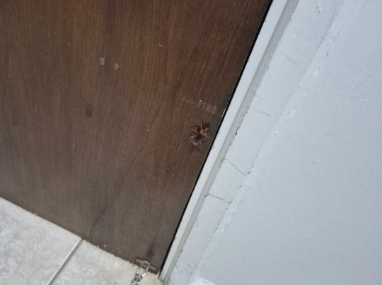 Pinhal Palace Hotel主图