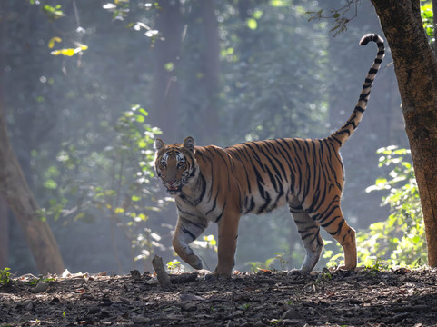 Big Cats of India-苏黎世必去景点