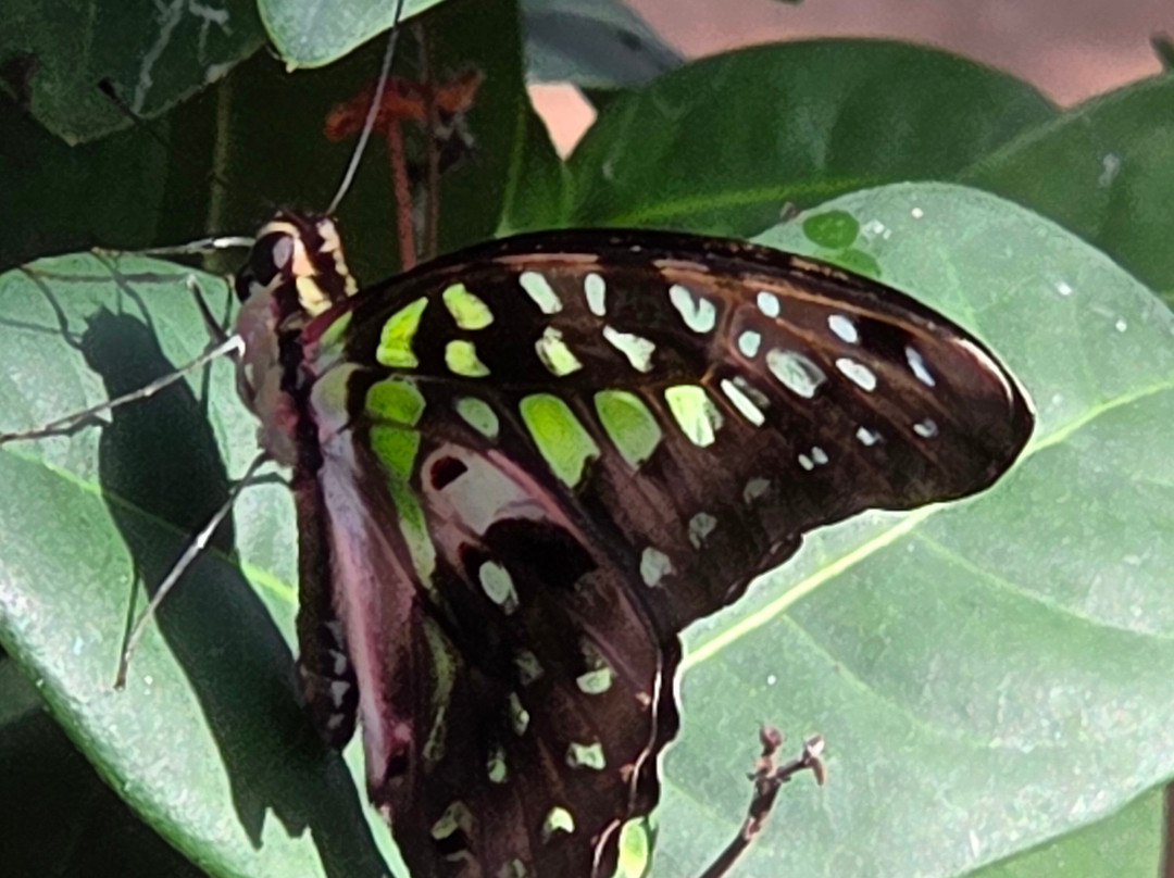 Butterfly Wonderland-斯科茨代尔必去景点