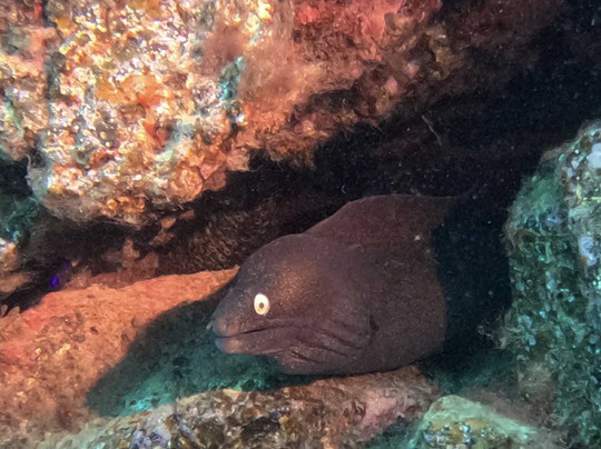 Pura Vida Diving-布兰卡滩必去景点