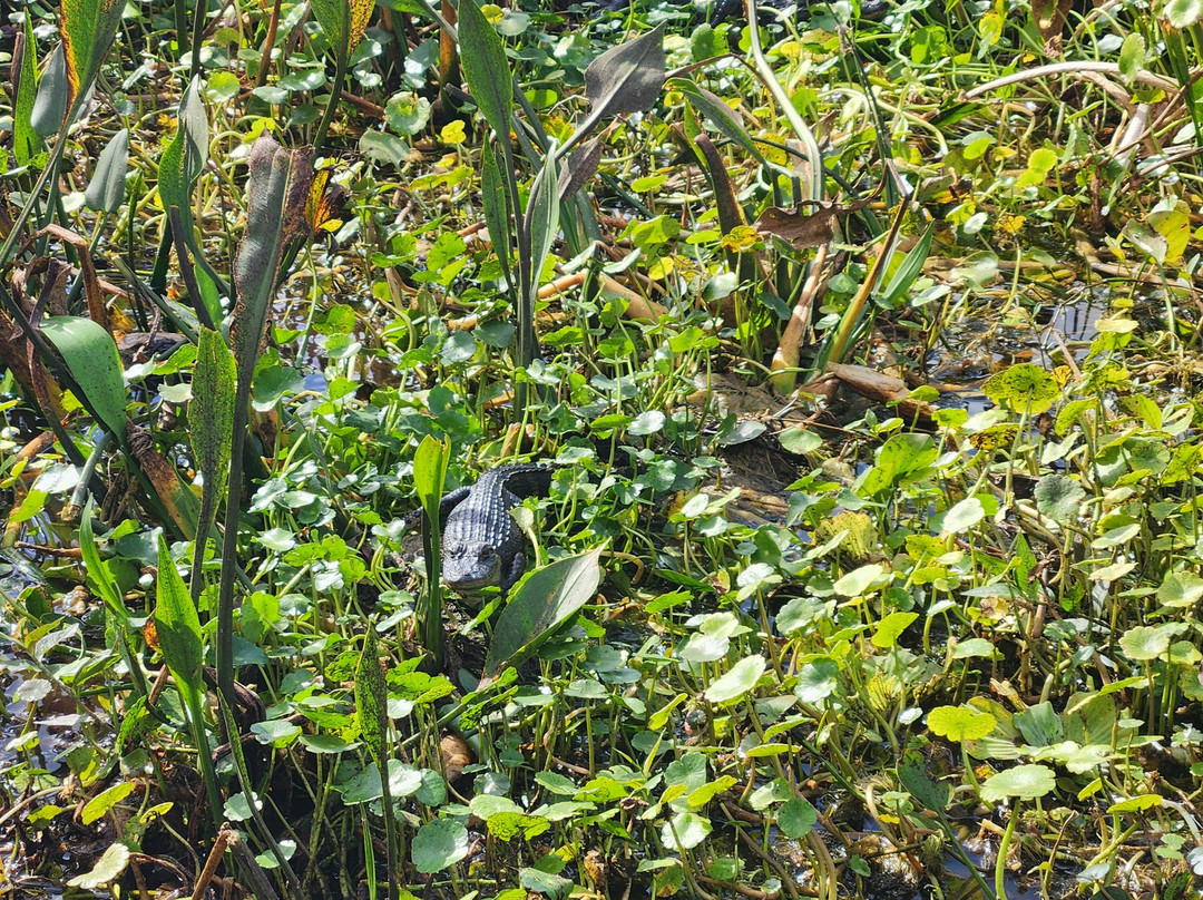 Swamp Fever Airboat Adventures-Lake Panasoffkee必去景点