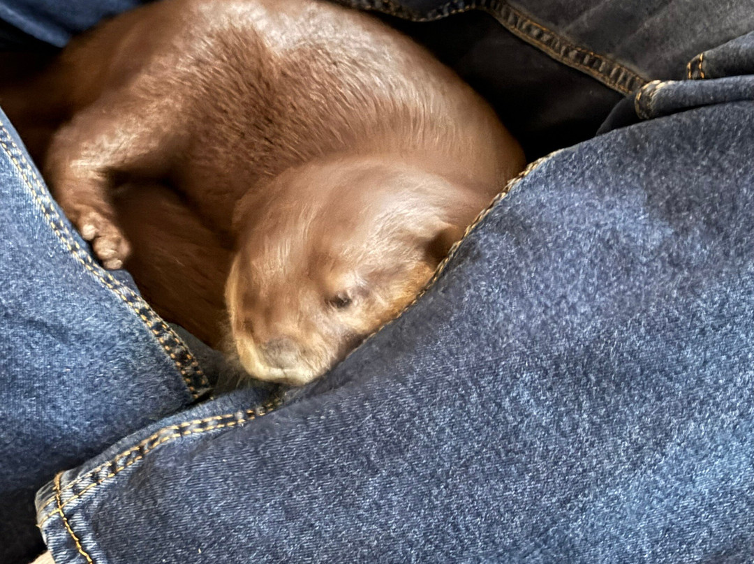 Animal EDventure Park & Safari-博因顿海滩必去景点