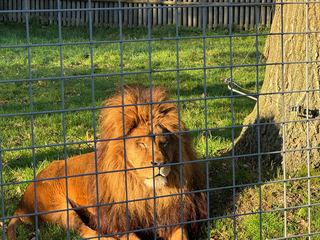 Wingham Wildlife Park-Wingham必去景点