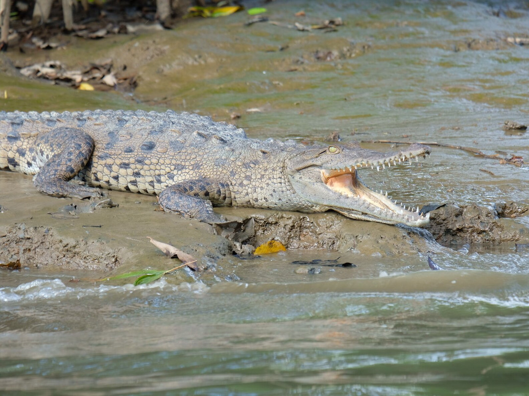 La Perla del Sur Adventures-Sierpe必去景点