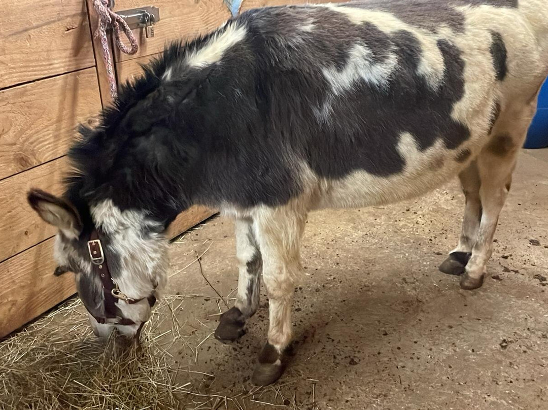 Ederbauer am Irrsee主图