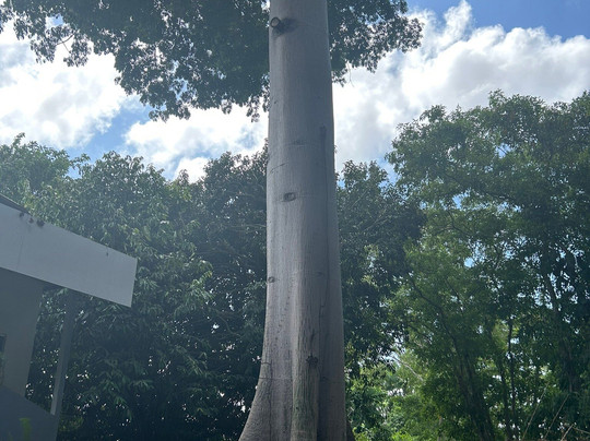 Centro de Pesquisas Museologicas Sacaca Museum-Macapa必去景点