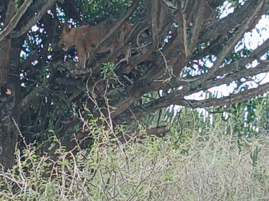 Umarella voyage safaris-恩德培必去景点
