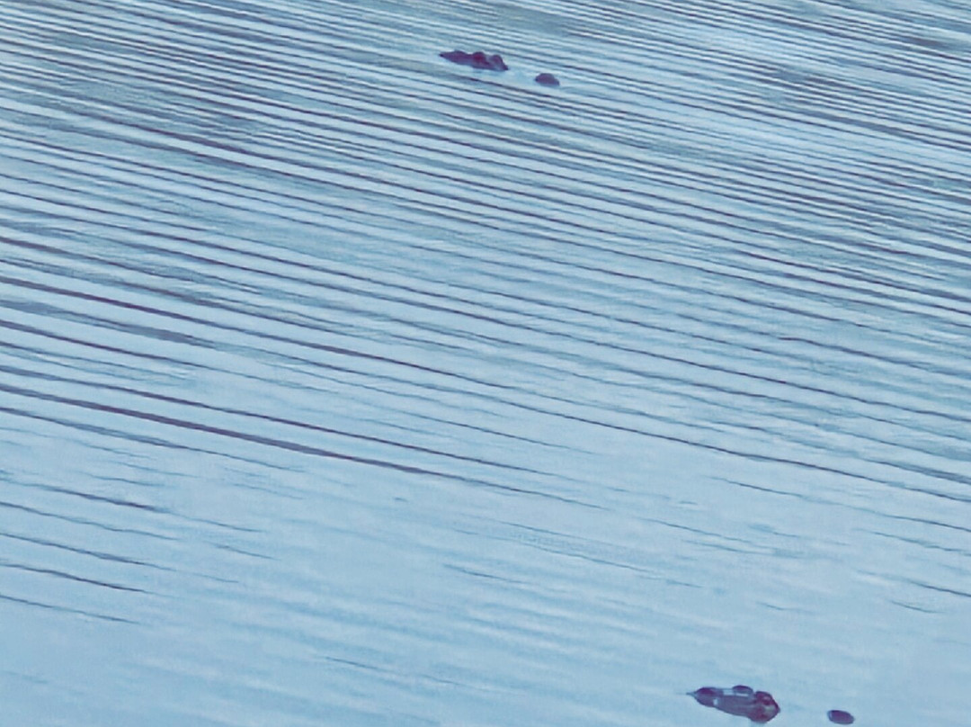 New Orleans Airboat Tours-Marrero必去景点