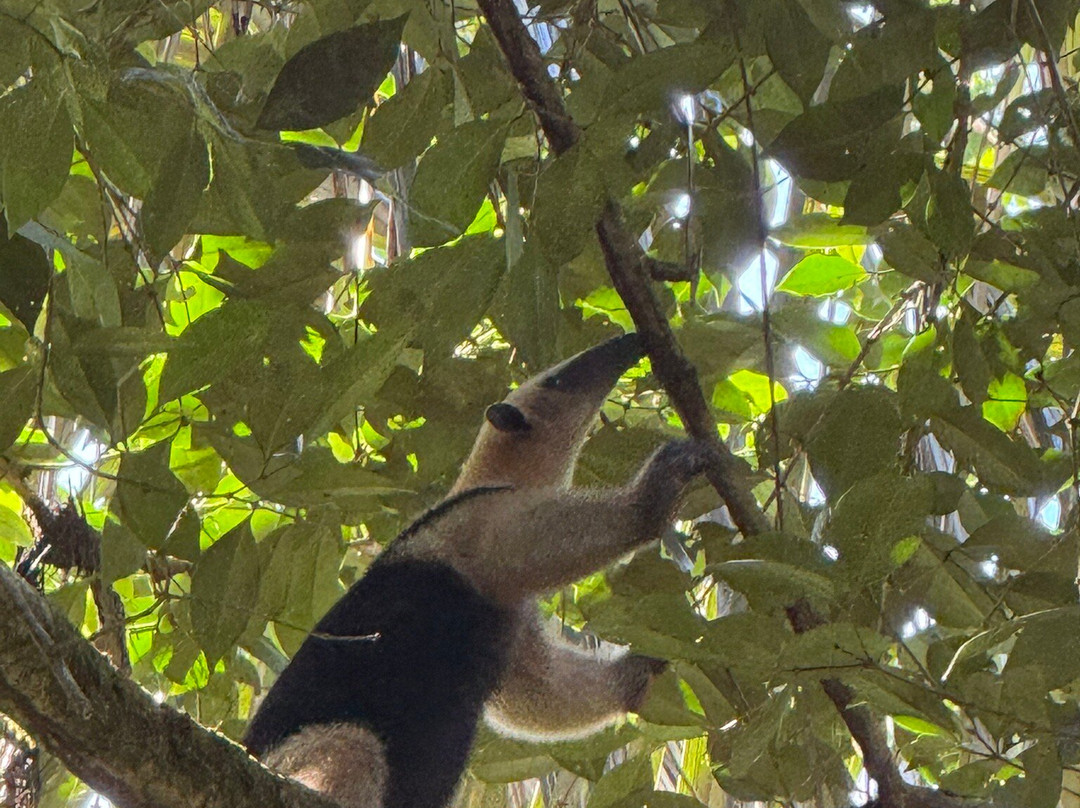 Sambola Tours Tortuguero-托图杰多必去景点