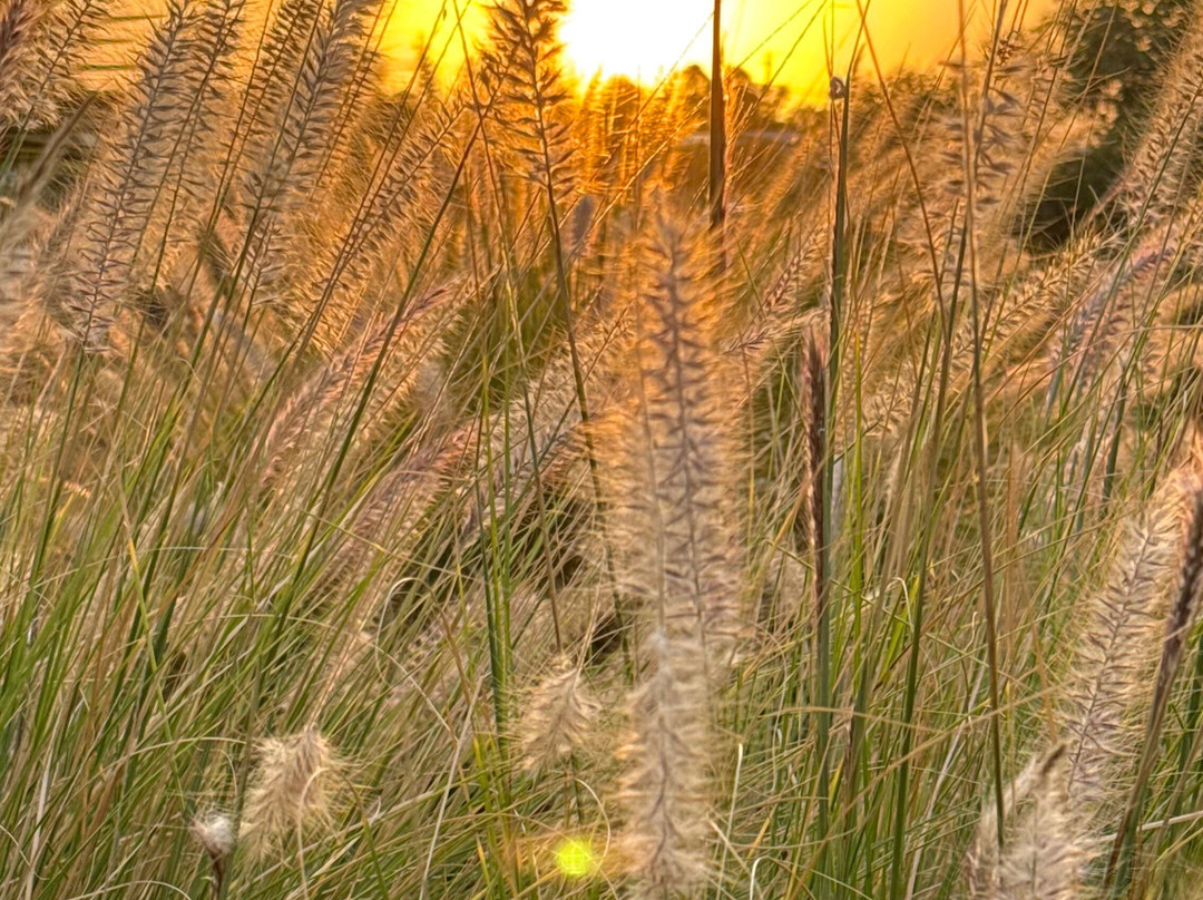 The Long Cottage主图