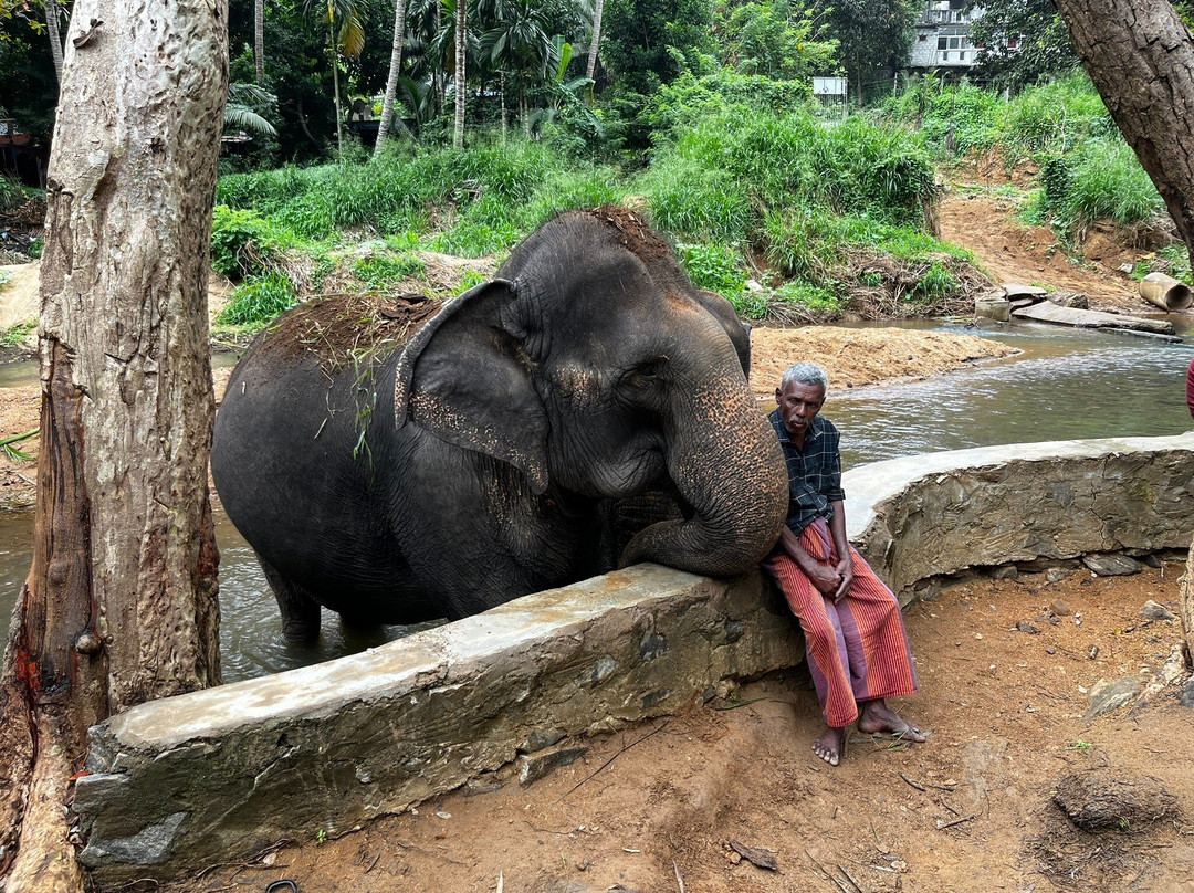 Elephant Freedom Project-凯格勒 必去景点