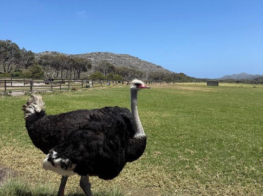 Cape Scenic Tours-乳木滩必去景点
