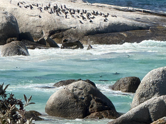 Cape Scenic Tours-乳木滩必去景点