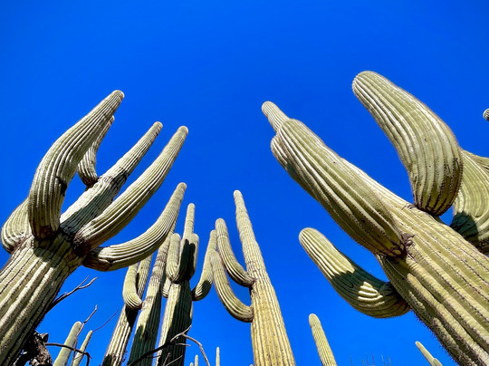 The Dragonfly Trail-Silver City必去景点