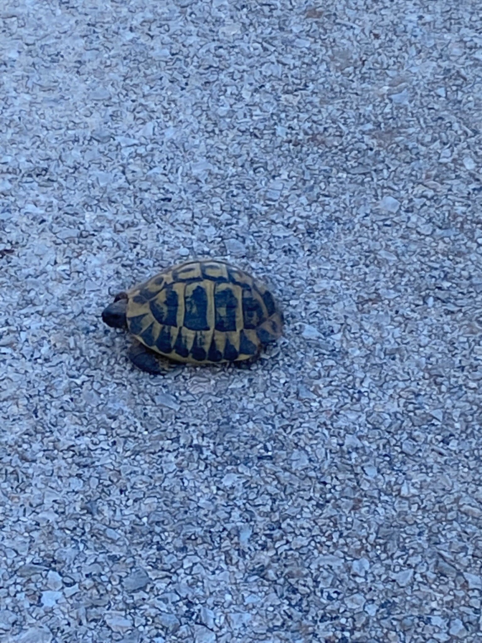 Alcaufar Vell-官方