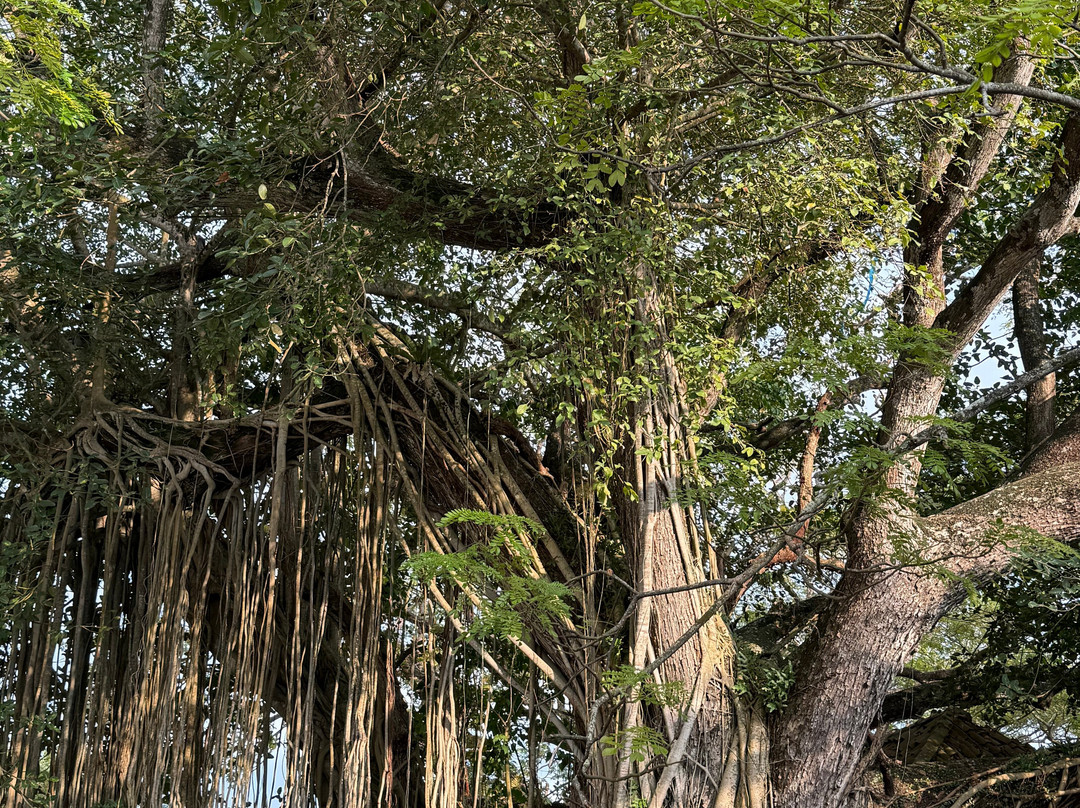 Galle Fort Walks-加勒必去景点