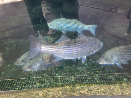North Carolina Aquarium at Fort Fisher-Kure Beach必去景点