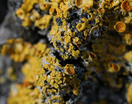 Les Follatères-Fully必去景点