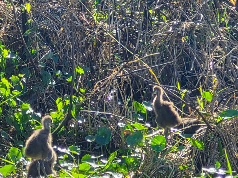 St. John's River Eco Tours, LLC-DeBary必去景点