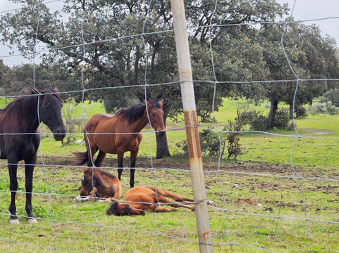 Lyncis Ecoturismo Y Medioambiente-Guarroman必去景点