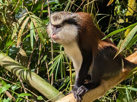 Grand Etang National Park