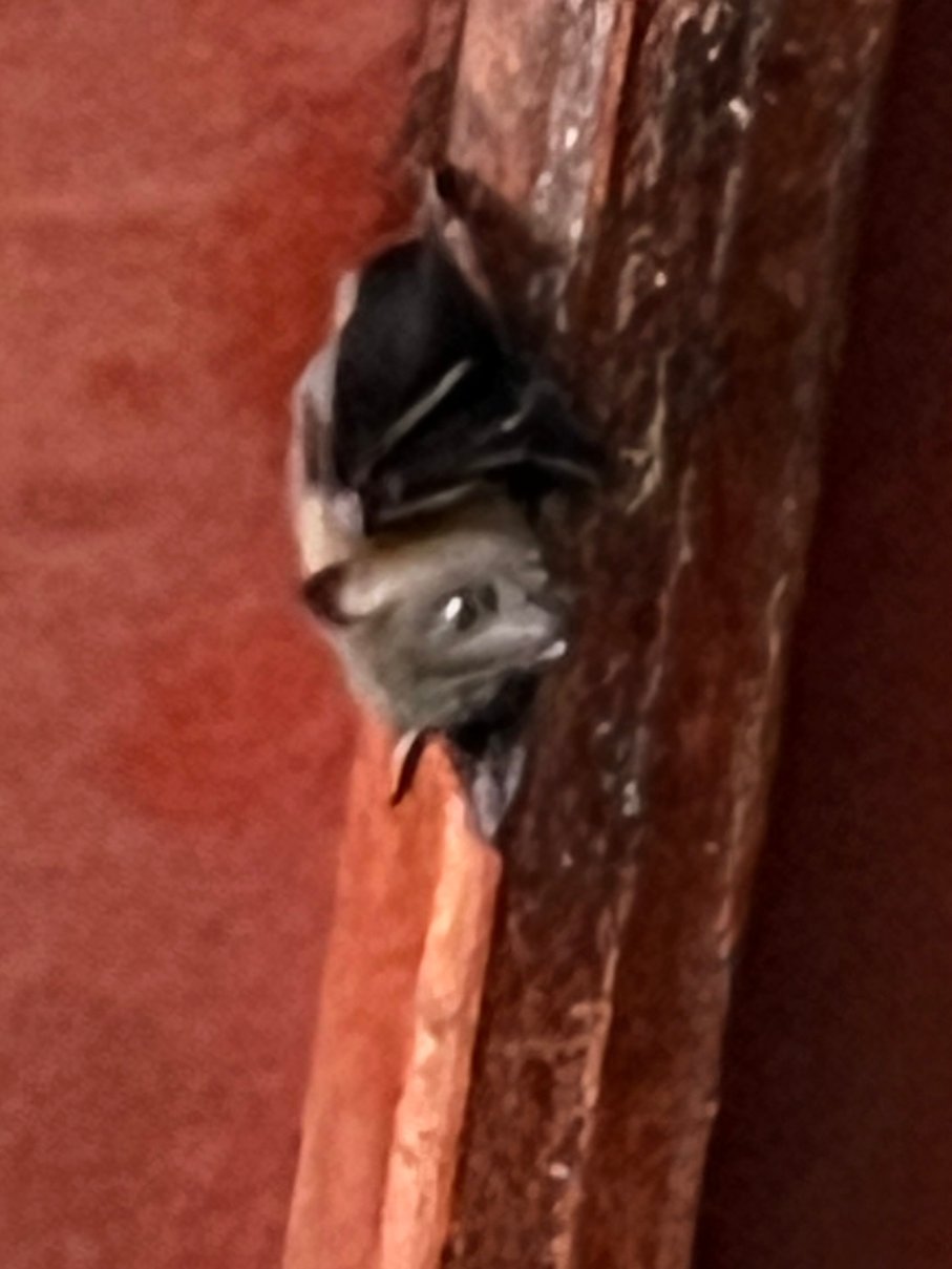 西必洛林缘度假村-客卧