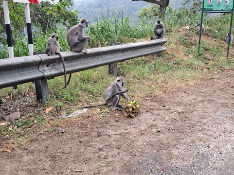 Ceylon Tours with Shiran-尼甘布必去景点