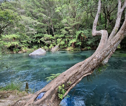 Tarawera Falls-普伦蒂湾大区必去景点
