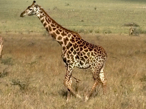 Caracal Tours & Safaris-莫西必去景点