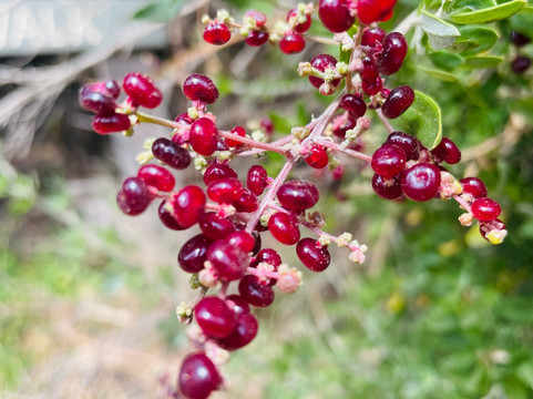 Bushrangers Bay-斯参克岬必去景点