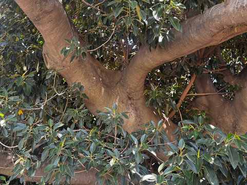 Buenos Aires Free Walks-布宜诺斯艾利斯必去景点