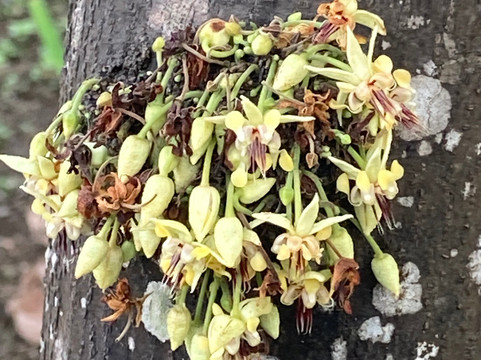 Sorga Bali Chocolate-卡朗阿森必去景点