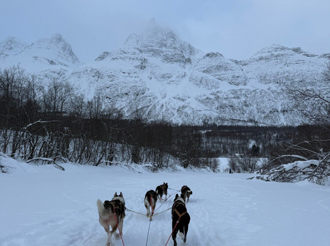 Northern Light Dog Adventure-Nordkjosbotn必去景点