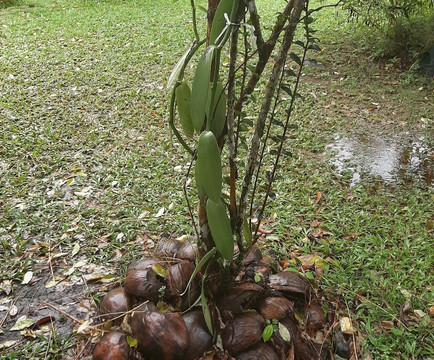 Kaz À Vanille-La Trinite必去景点