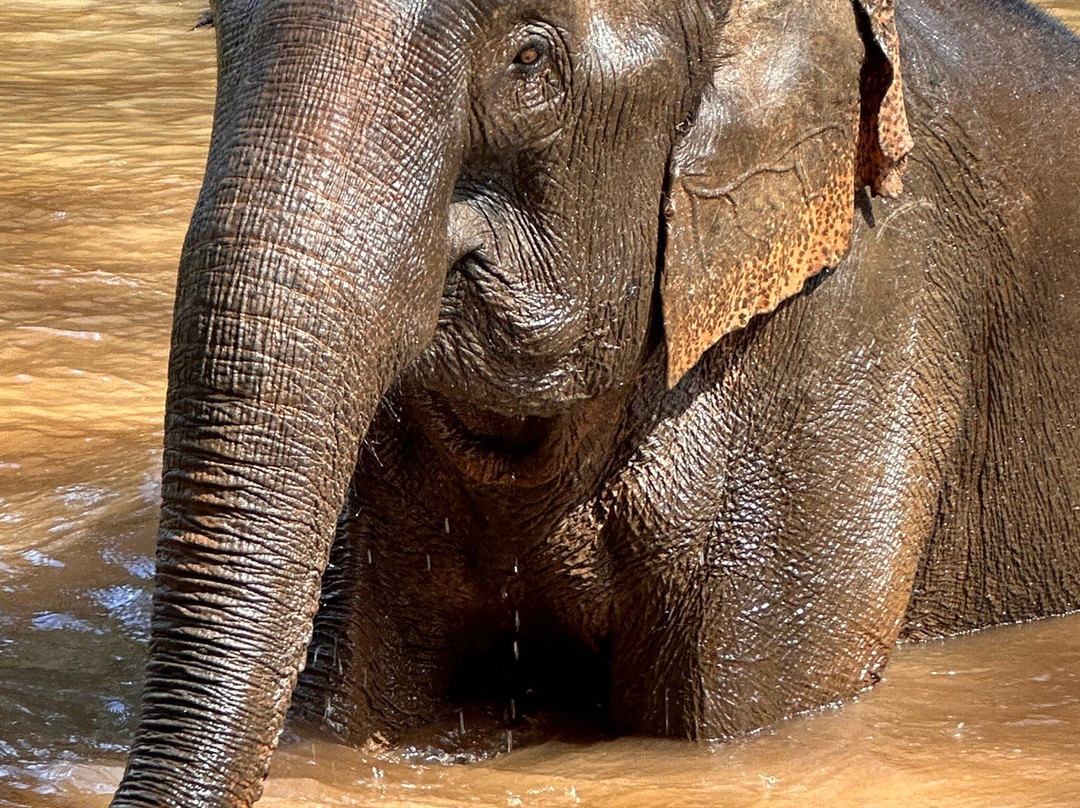 Elephant Community Project - Day Tours-森莫诺隆必去景点