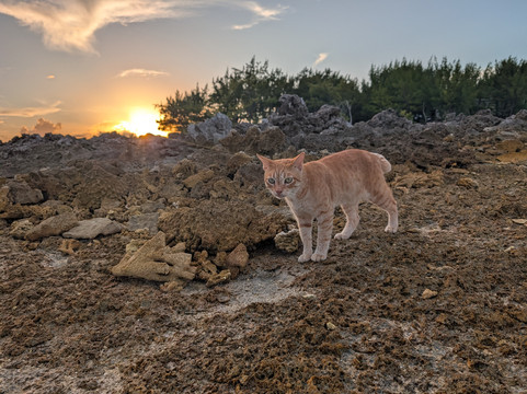 Motu Aito Paradise主图