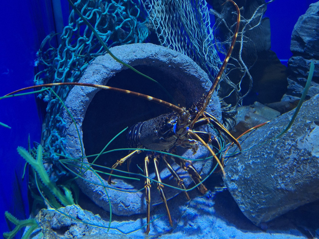 Bristol Aquarium-布里斯托尔必去景点