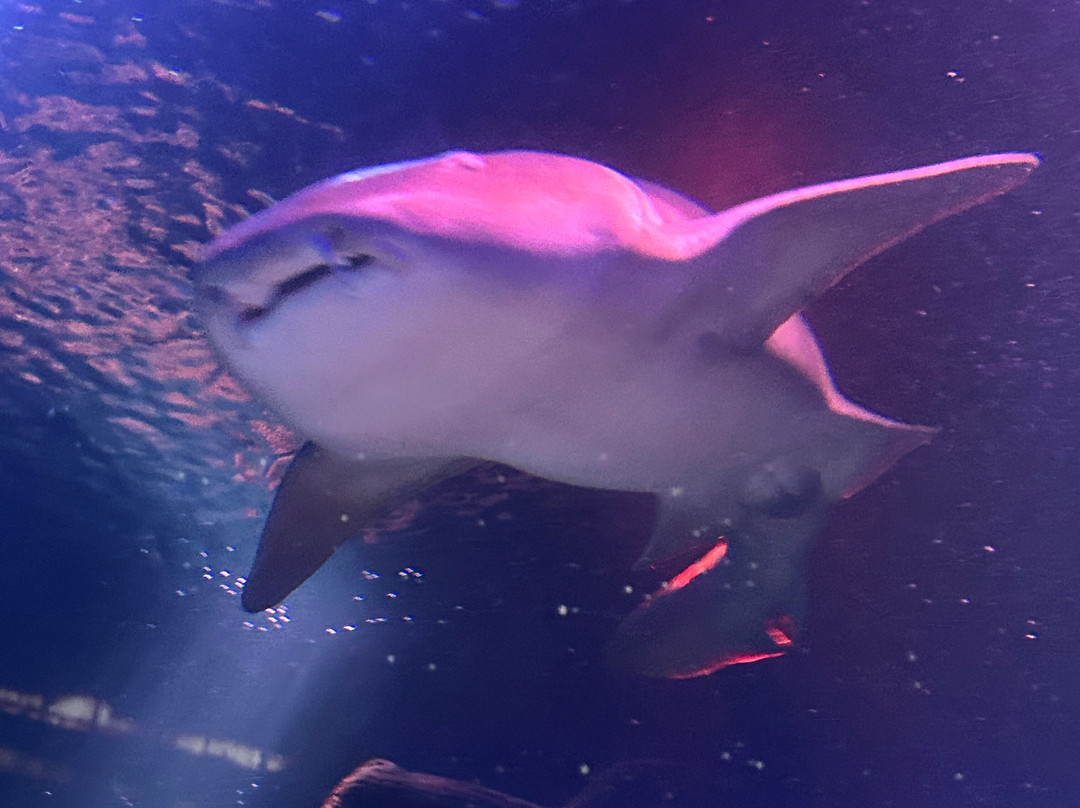 Sea Life Centre Great Yarmouth-大雅茅斯必去景点