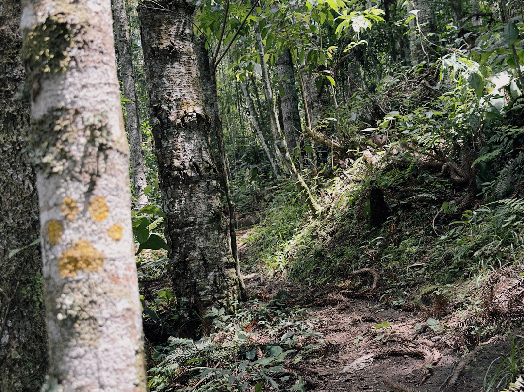 Araukaria Brazil - Monte Verde-蒙特贝尔德必去景点