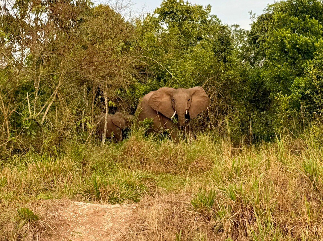 Simba Africa Expeditions Day Tours-坎帕拉必去景点